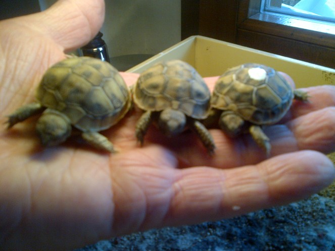 Robbiate-20131006-00083