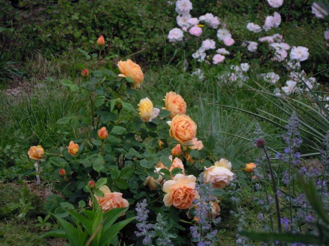 10352482_623131187776609_1875331095_o