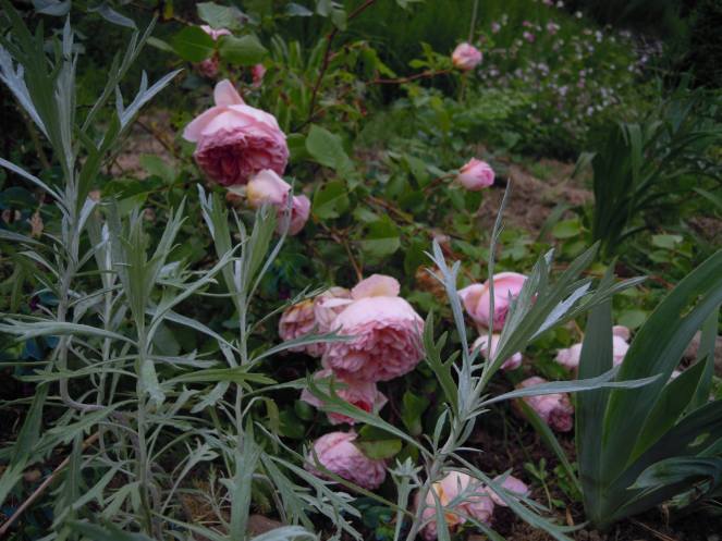 10386076_623131127776615_1669990925_o