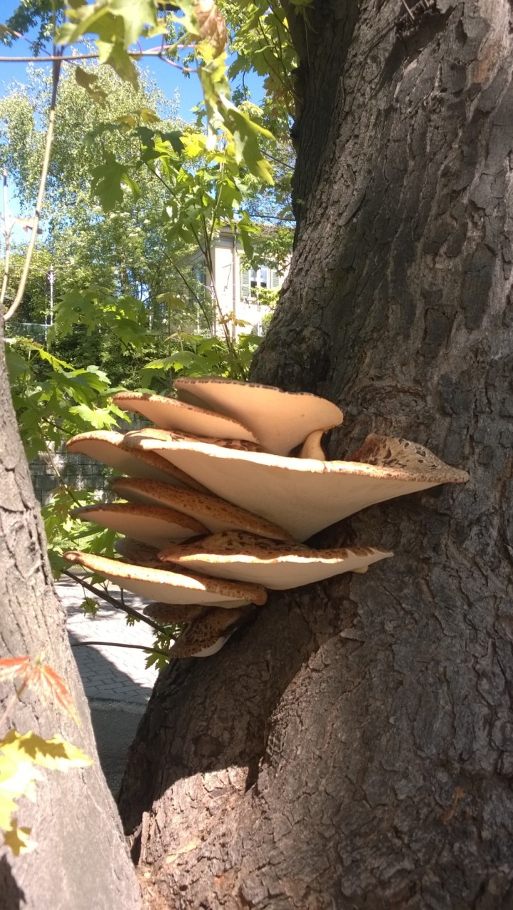 WP_20150502_002 (FILEminimizer)