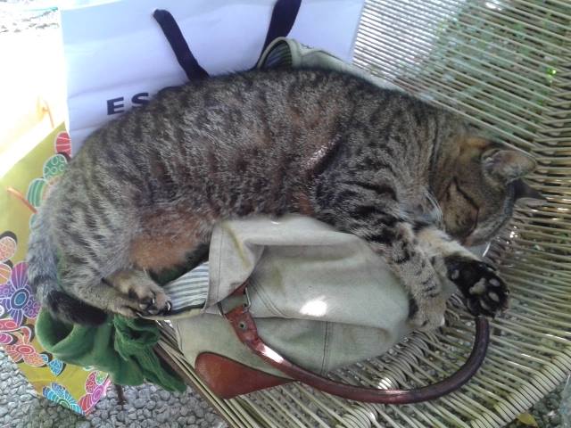 11953178_10207918250222790_4946365658651385534_n