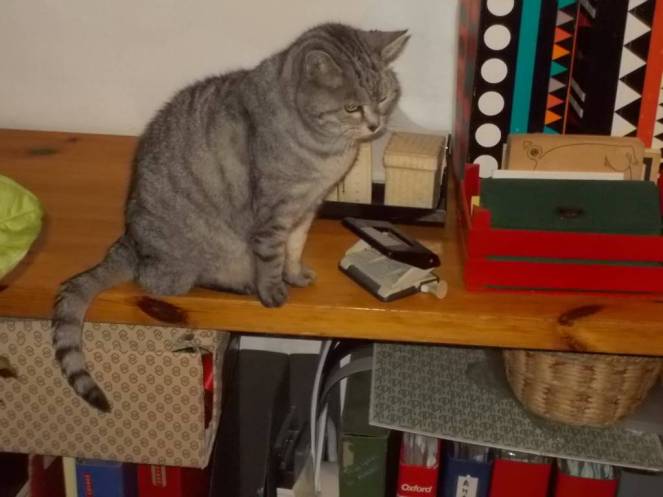 DSCN4460 (FILEminimizer)