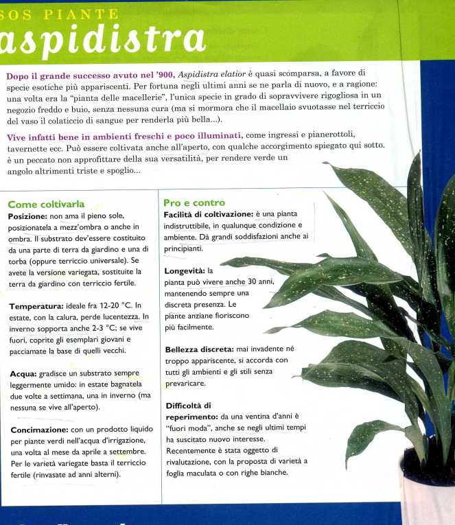 aspidistra3227