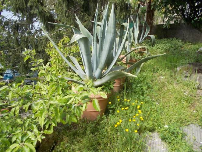 DSCN4955 (FILEminimizer)