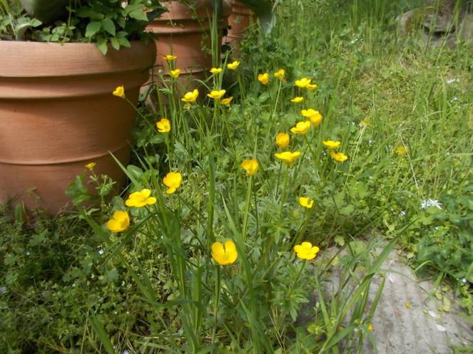 DSCN4956 (FILEminimizer)