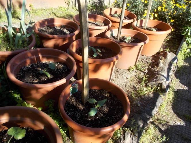 DSCN5018 (FILEminimizer)