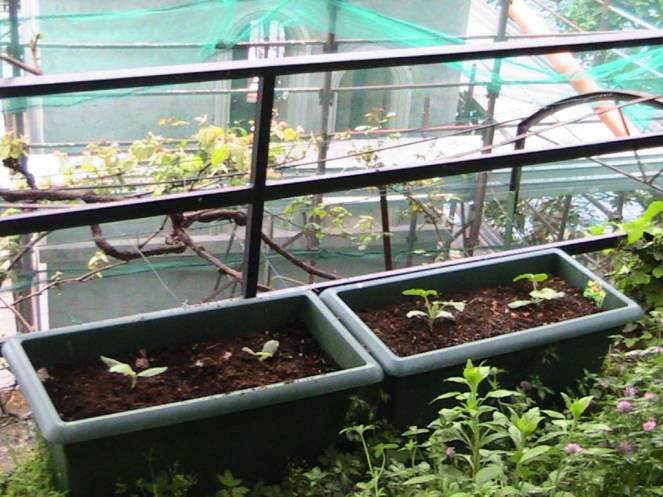 IMG_6955 (FILEminimizer)