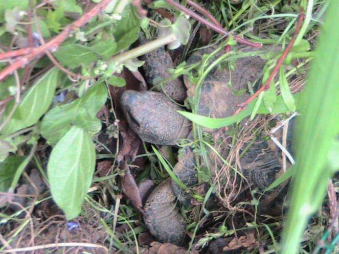 IMG_6959 (FILEminimizer)