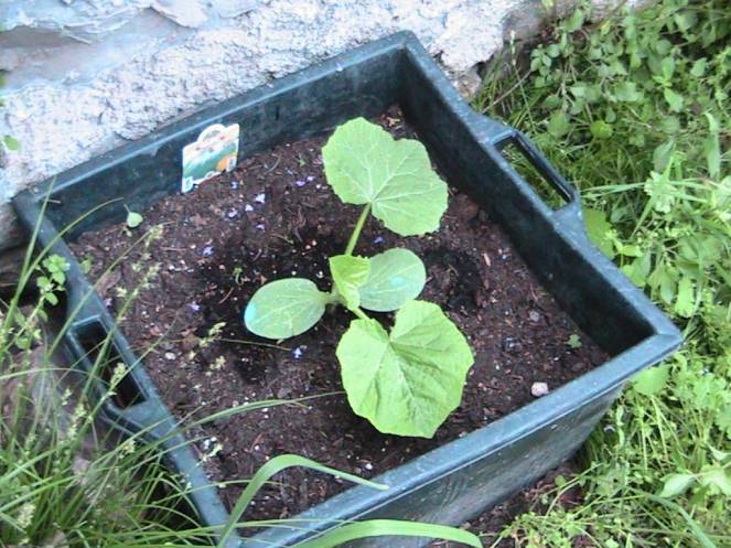 IMG_6960 (FILEminimizer)