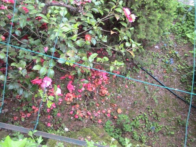 IMG_6963 (FILEminimizer)