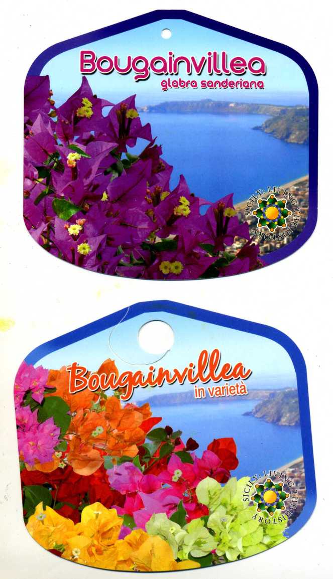 BOUGAINVILLEA3308