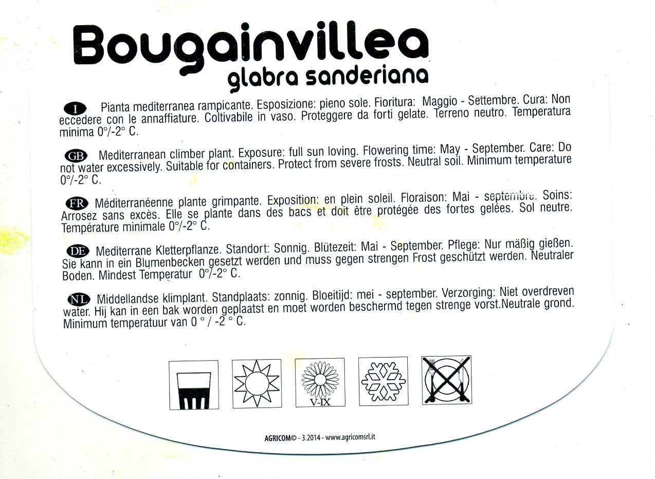 BOUGAINVILLEA3309