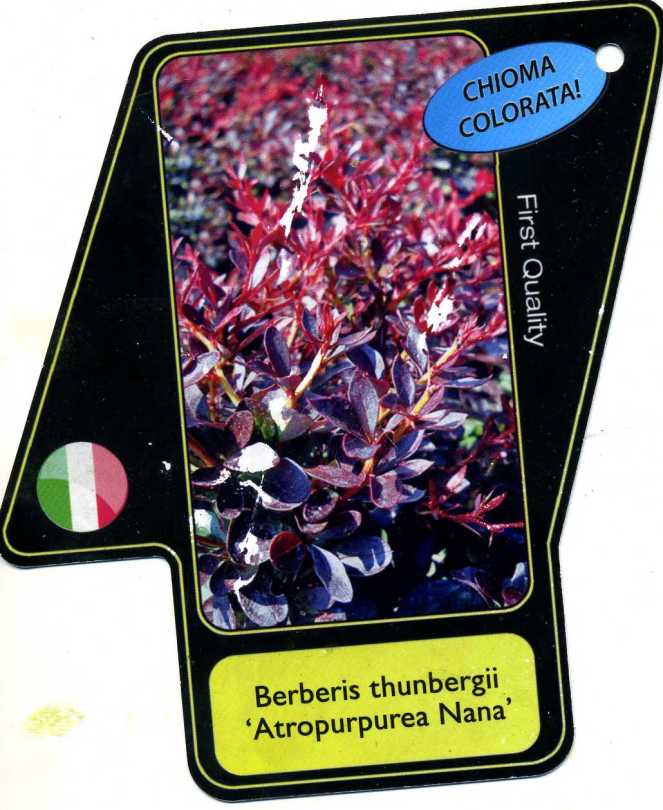 BERBERIS3394