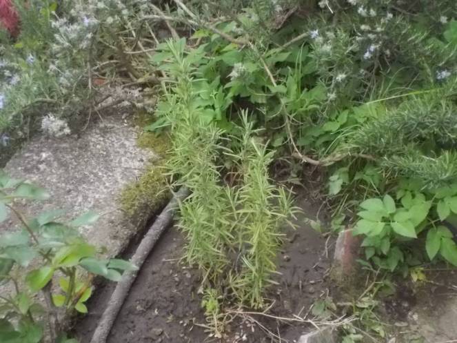 DSCN5053 (FILEminimizer)