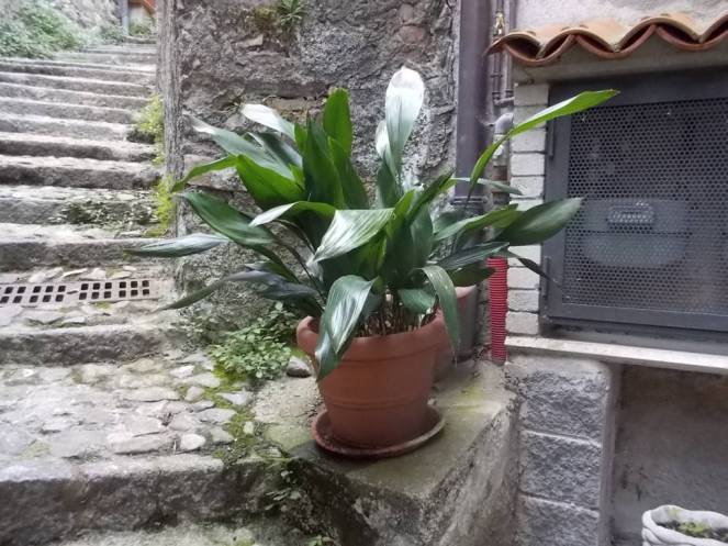 DSCN5060 (FILEminimizer)