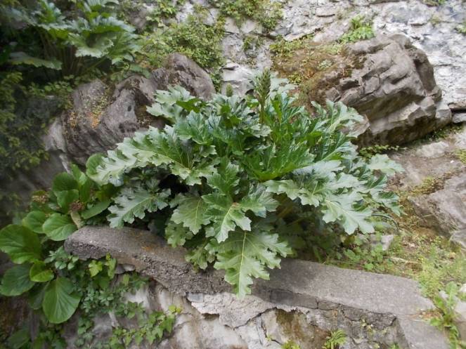 DSCN5131 (FILEminimizer)