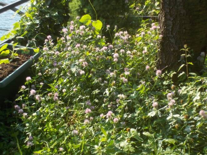 DSCN5183 (FILEminimizer)