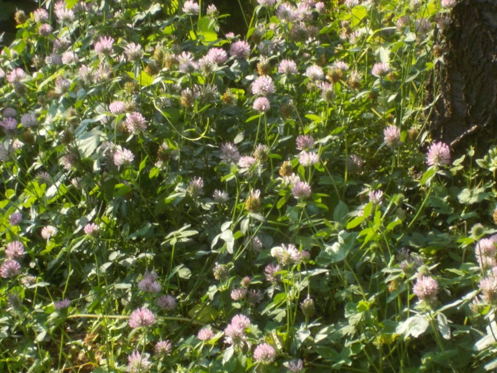 DSCN5184 (FILEminimizer)