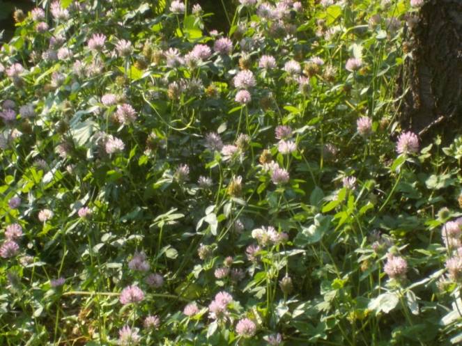 DSCN5184 (FILEminimizer)