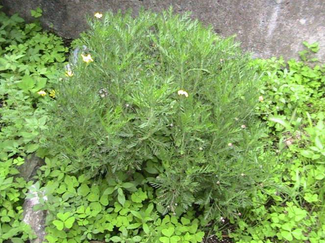 IMG_7255 (FILEminimizer)