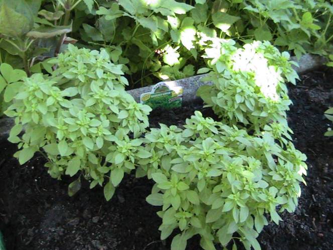 IMG_7317 (FILEminimizer)