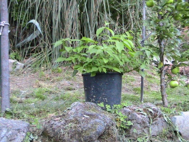 IMG_7661 (FILEminimizer)