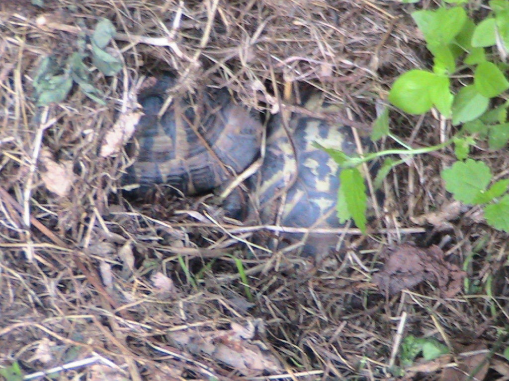 IMG_7684 (FILEminimizer)