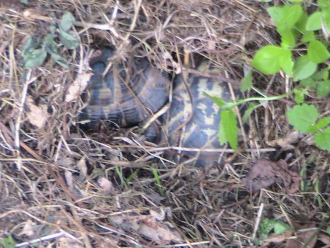 IMG_7684 (FILEminimizer)