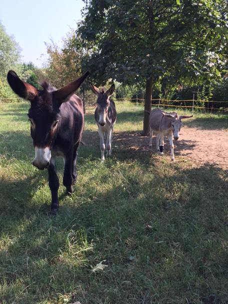 14330009_1095901987114020_8140560829195332275_n