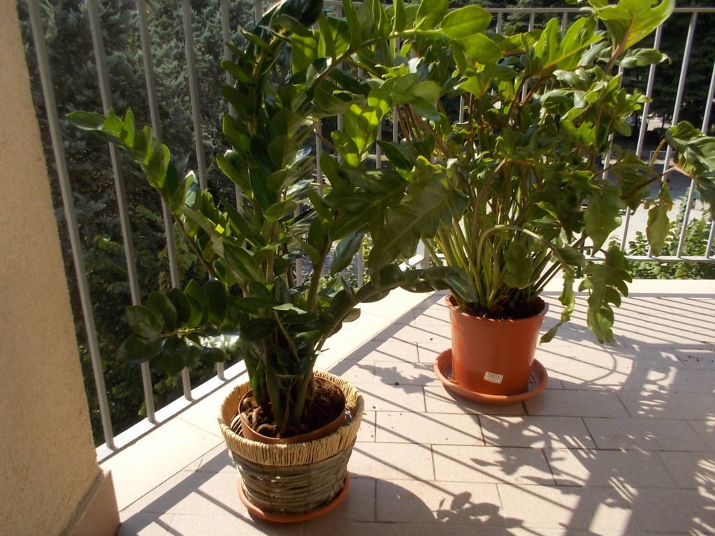 dscn5257-fileminimizer