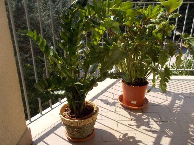 dscn5257-fileminimizer