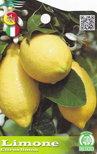 LIMONE3466
