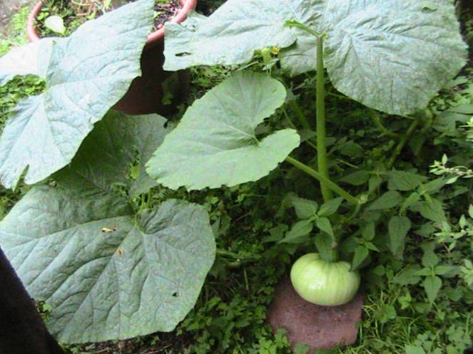 img_7775-fileminimizer