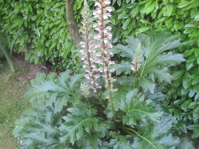 acanthus-mollis