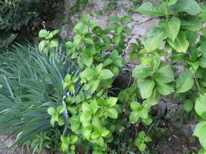 IMG_0469 (FILEminimizer)