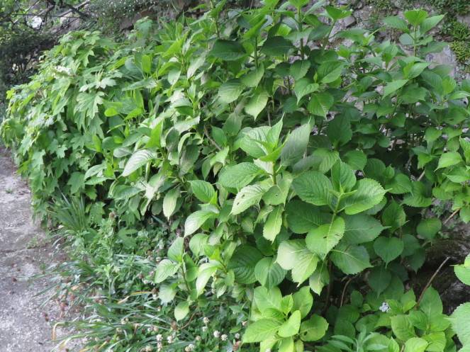 IMG_0474 (FILEminimizer)