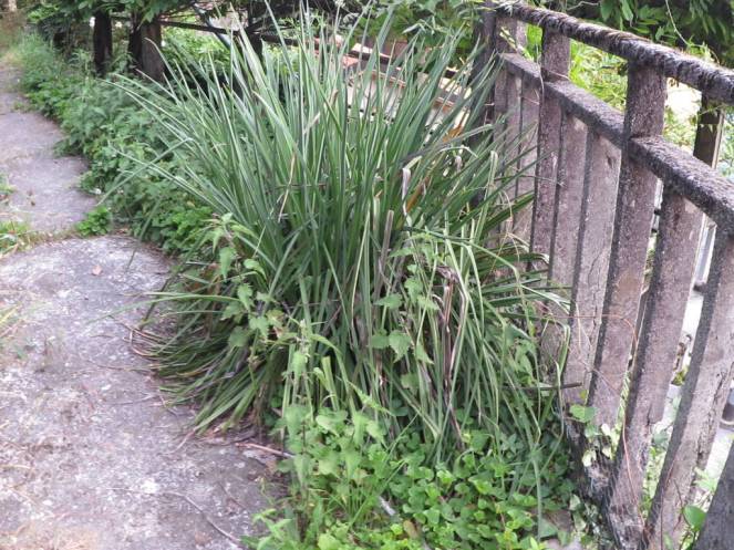 IMG_0491 (FILEminimizer)