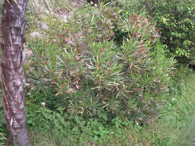 IMG_0500 (FILEminimizer)