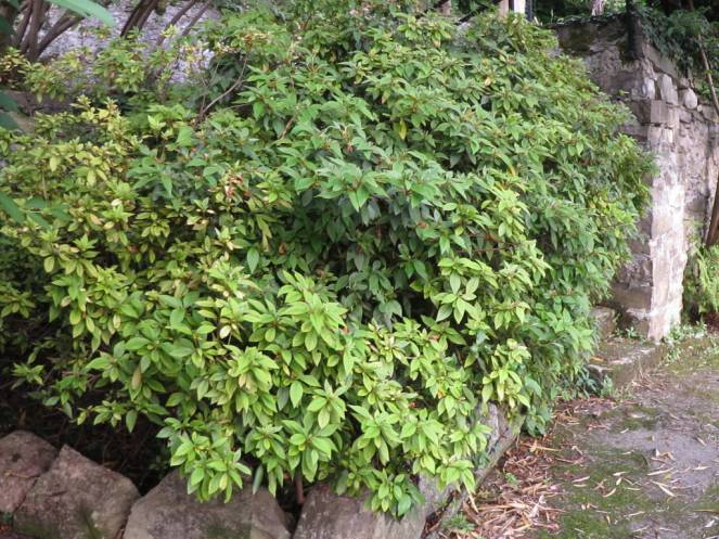 IMG_0511 (FILEminimizer)