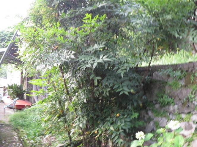 IMG_0536 (FILEminimizer)