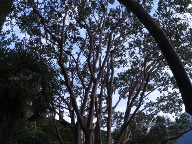 IMG_0555 (FILEminimizer)