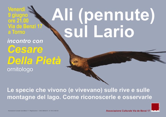 9 giugno-Ali - pennute - sul Lario