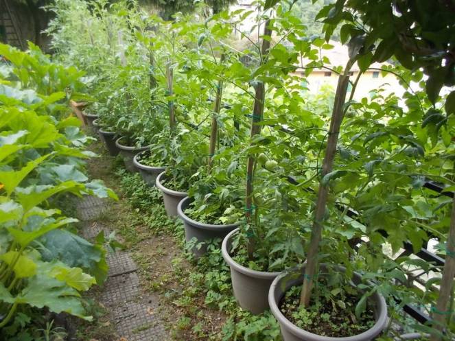 DSCN6157 (FILEminimizer)