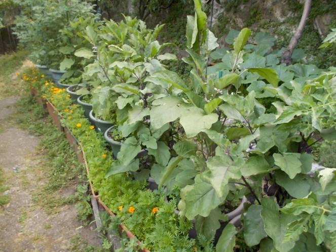 DSCN6160 (FILEminimizer)