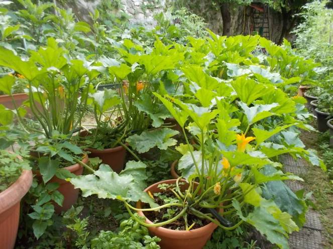 DSCN6163 (FILEminimizer)