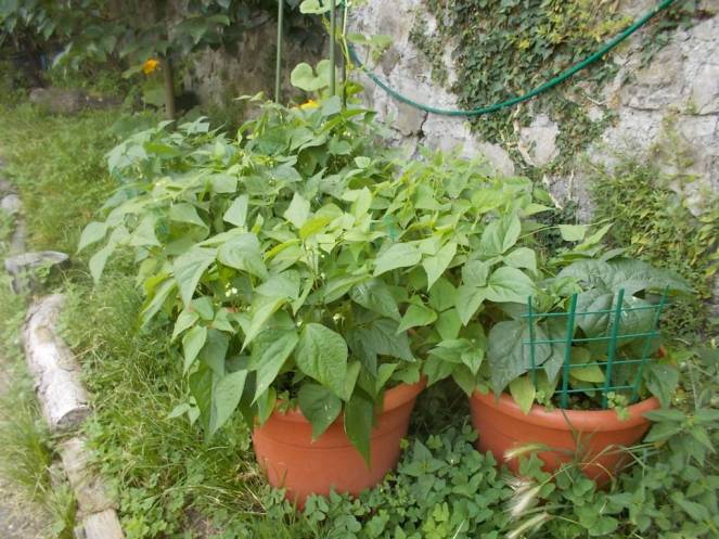 DSCN6167 (FILEminimizer)