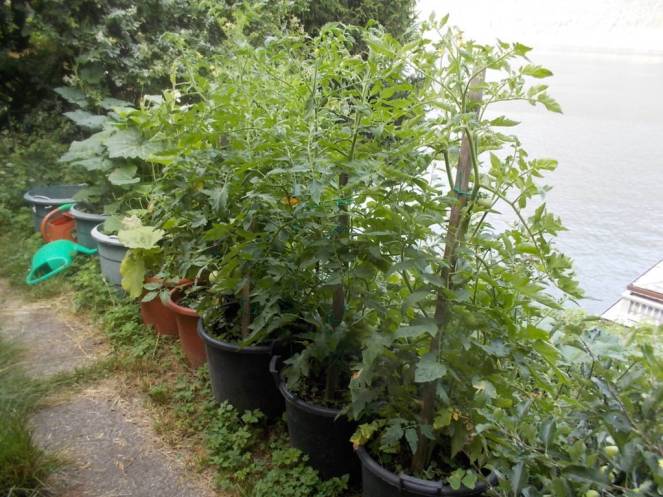 DSCN6171 (FILEminimizer)