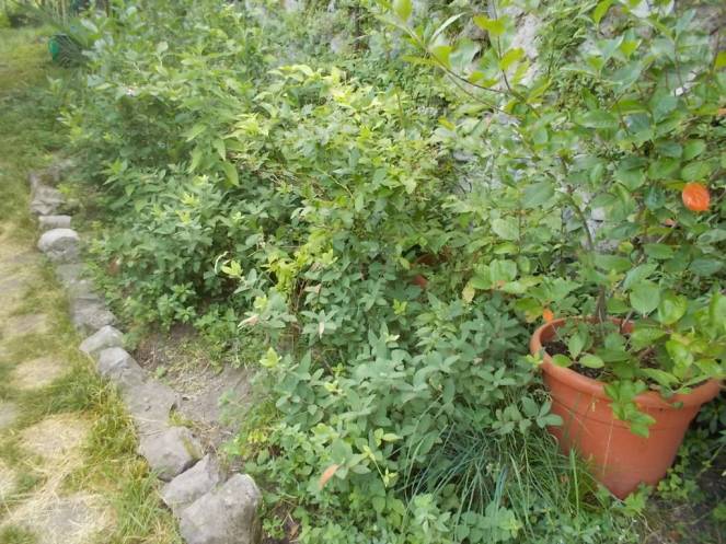 DSCN6173 (FILEminimizer)