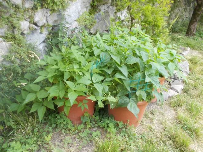 DSCN6175 (FILEminimizer)