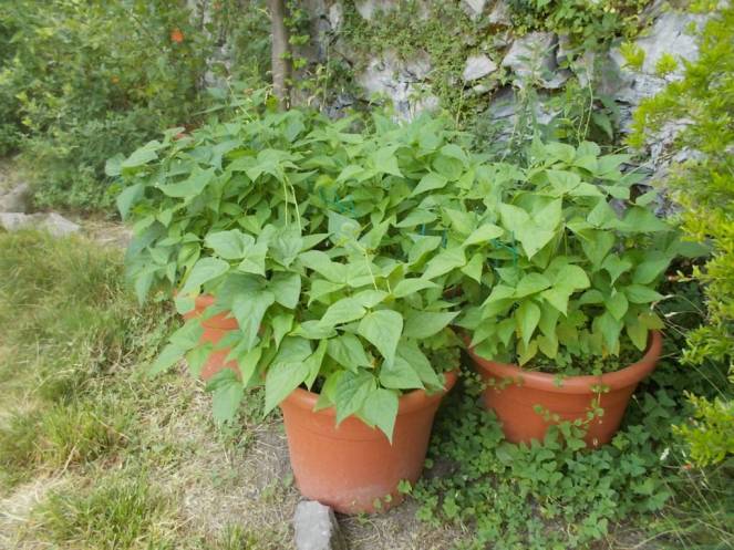 DSCN6176 (FILEminimizer)